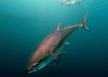 Atlantic Bluefin Tuna Is Not Disappearing. It Is Changing Home