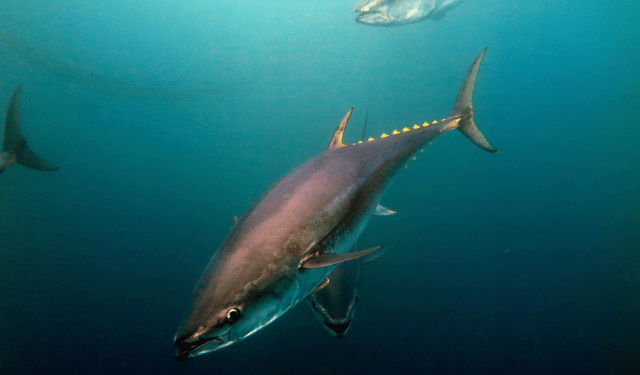Atlantic Bluefin Tuna Is Not Disappearing. It Is Changing Home