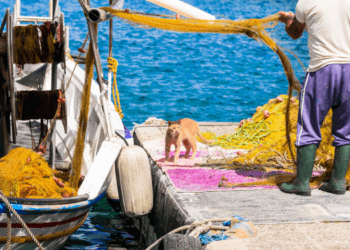 Aging Fishers Threaten the Future of Mediterranean Small-Scale Fisheries