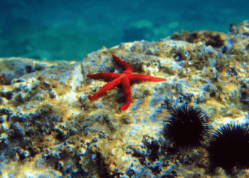 Aree marine protette e pesca