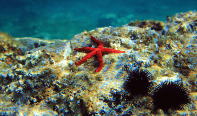 Aree marine protette e pesca