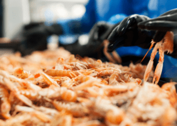 European scampi can no longer rely on prestige alone