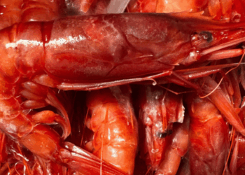 Mazara Red Prawn: Why It Is Not the Same as Argentine Red Shrimp