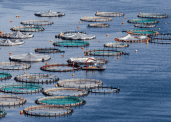EU Fisheries and Aquaculture Sound the Alarm Over the 2028–2034 Multiannual Financial Framework