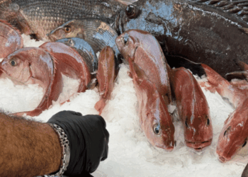 Local seafood products: turning consumer interest into value