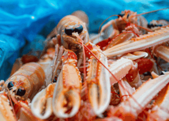 costo climatico della pesca degli scampi