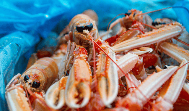 costo climatico della pesca degli scampi