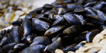 cozze italiane sicurezza e tracciabilità