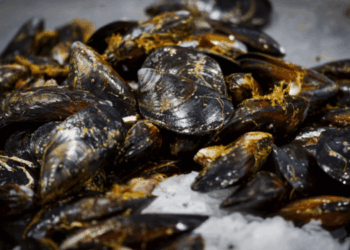 Hepatitis A Alert in Campania: Traceability and Mussel Farming Under Scrutiny