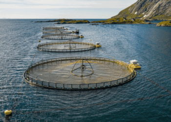fase larvale dei pidocchi del salmone
