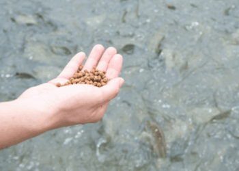 nutriente per l’acquacoltura
