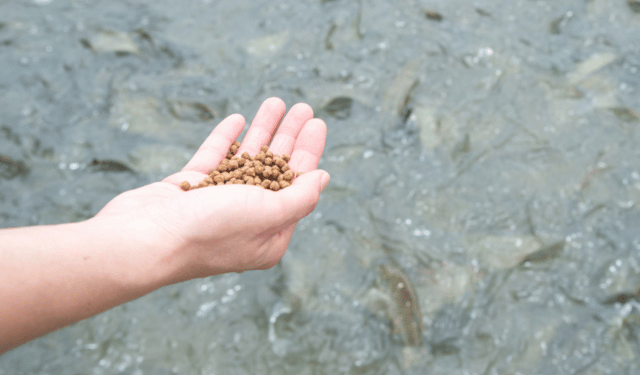 nutriente per l’acquacoltura