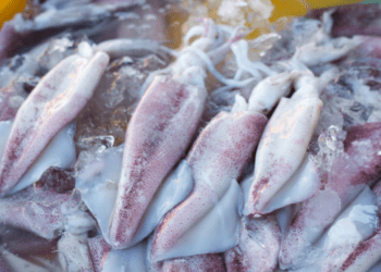 pesca illegale dei calamari