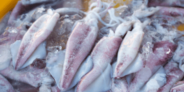 pesca illegale dei calamari