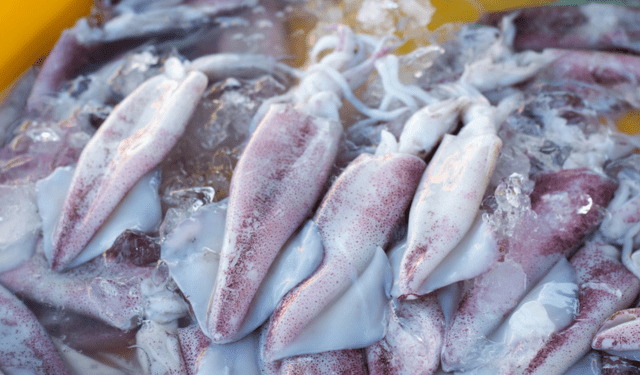 pesca illegale dei calamari