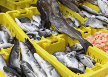 prime vendite ittiche Italia 2025