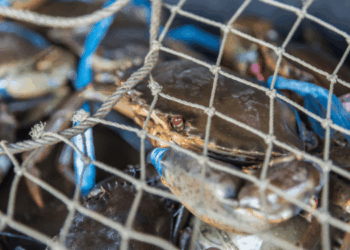 ZoeAI: Italy’s New Strategy to Control Blue Crab at Larval Stage