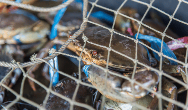 ZoeAI: Italy’s New Strategy to Control Blue Crab at Larval Stage