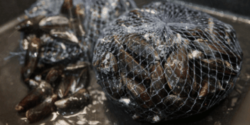 sicurezza dei frutti di mare