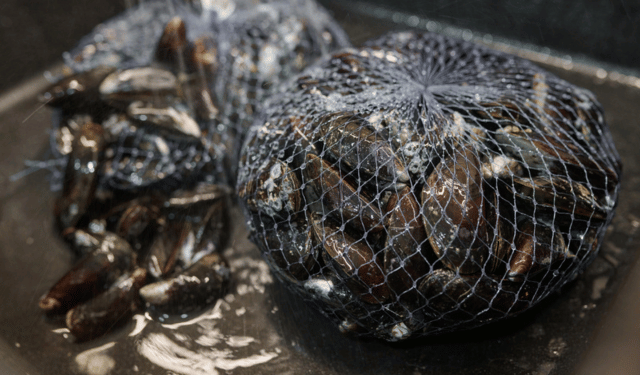 sicurezza dei frutti di mare