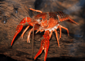 EEICAT and invasive species impacts on aquatic ecosystems