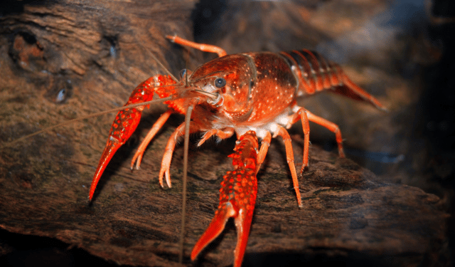 EEICAT and invasive species impacts on aquatic ecosystems