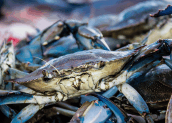 strategia granchio blu Italia