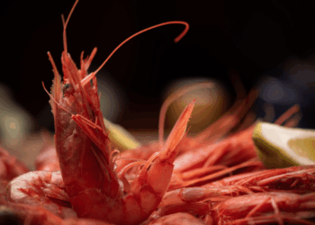 Mazara del Vallo Red Prawn Gains Chefs’ Recognition