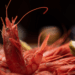 Mazara del Vallo Red Prawn Gains Chefs’ Recognition