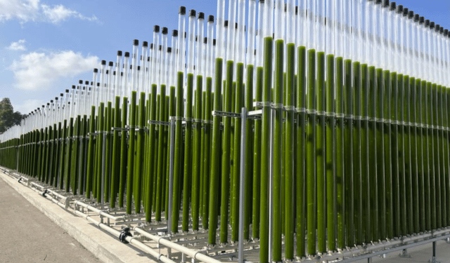 Fotobioreattori BarAlgae per produzione microalghe acquacoltura