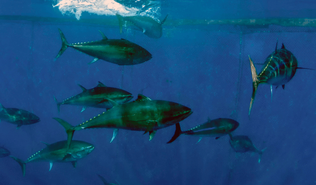 Italian fisheries regulations 2026: bluefin tuna quota, Adriatic limits and SSCF access