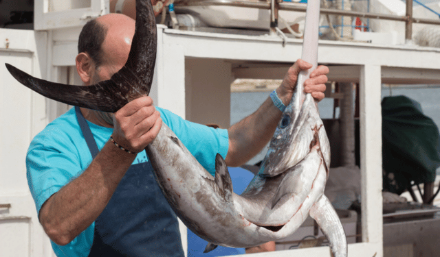 Trapline enters Italy’s swordfish fishery: why this trial matters