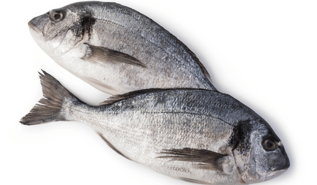 Sea bream imports in Italy: EUMOFA 2026 analysis