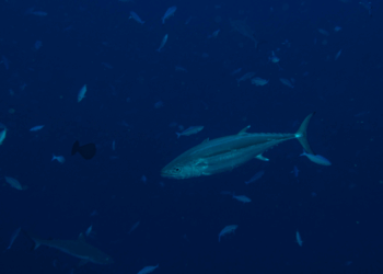 Tuna sustainability, bluefin recovery and the new balance of Mediterranean fisheries