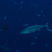 Tuna sustainability, bluefin recovery and the new balance of Mediterranean fisheries