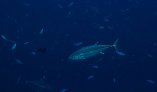 Tuna sustainability, bluefin recovery and the new balance of Mediterranean fisheries