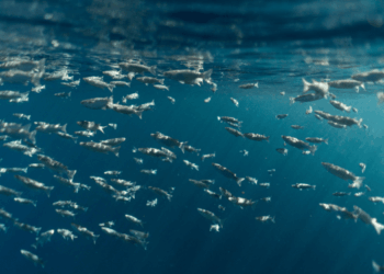 Bottarga and Grey Mullet: when wesearch supports Mediterranean aquaculture