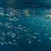 Bottarga and Grey Mullet: when wesearch supports Mediterranean aquaculture