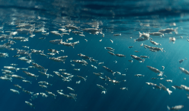 Bottarga and Grey Mullet: when wesearch supports Mediterranean aquaculture