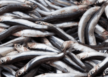 fermo pesca acciughe