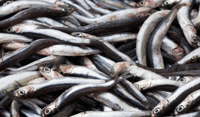 fermo pesca acciughe