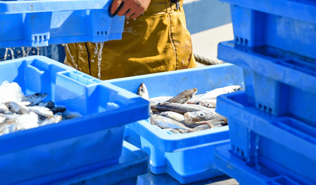 Seafood logistics, cold chain and AI: when service becomes a competitive sdvantage