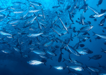 MedFish4Ever 2027: A Test for Mediterranean Fisheries