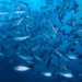 MedFish4Ever 2027: A Test for Mediterranean Fisheries