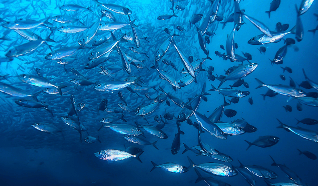 MedFish4Ever 2027: A Test for Mediterranean Fisheries