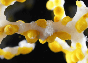 The sea still has secrets: WoRMS reveals the most extraordinary marine species of 2025