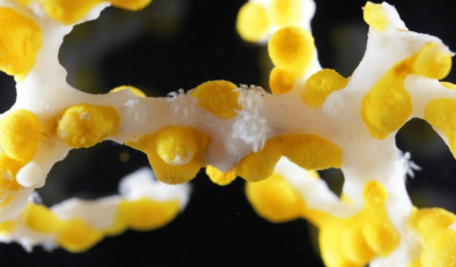 The sea still has secrets: WoRMS reveals the most extraordinary marine species of 2025