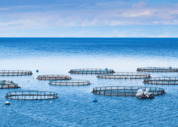 nutrizione e performance in acquacoltura
