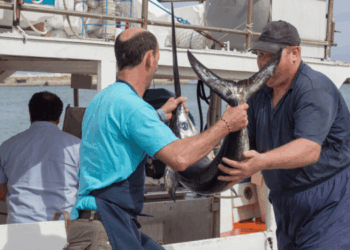 pesca del pesce spada con trapline