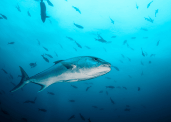 Greater amberjack, Seriola dumerili, a prized Mediterranean fish with a long muscular body and metallic reflections.